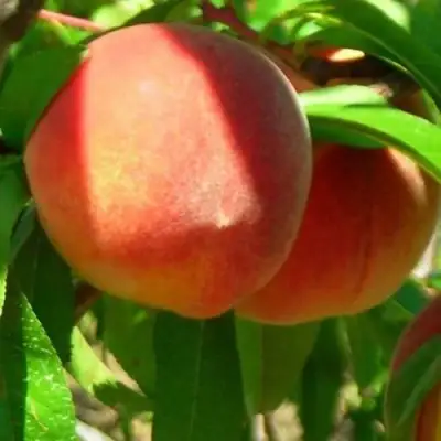 Персик РЕД ХЕВЕН в Жлобине