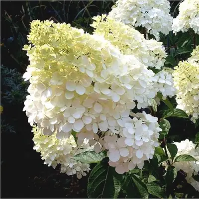 Гортензия ДИАМАНТИНО метельчатая в Жлобине