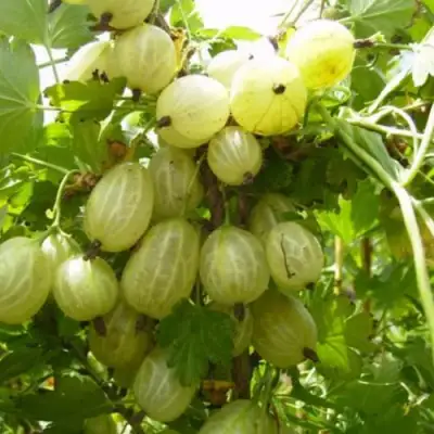 Крыжовник ИНВИКТА в Жлобине