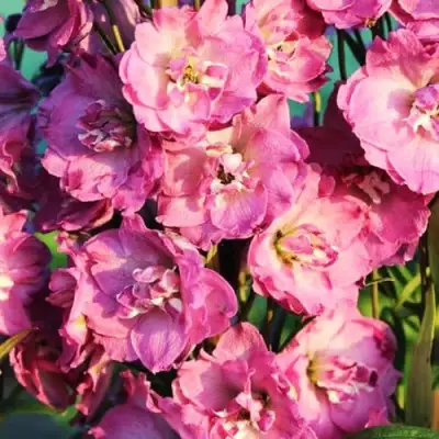 Дельфиниум ДЕЛЬФИС ПИНК ПАУЭ высокий в Жлобине