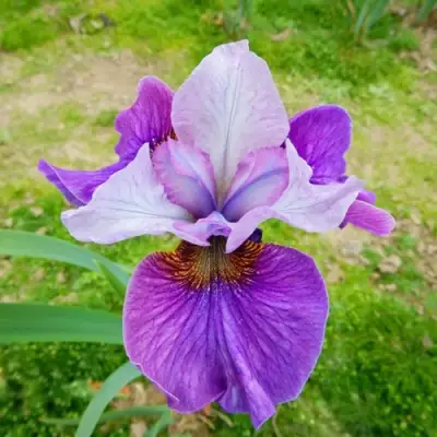 Ирис ЛАЙТ ОВ ХАРТ сибирский в Жлобине