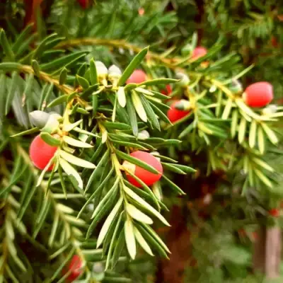 Тис ДАВИД ягодный в Жлобине