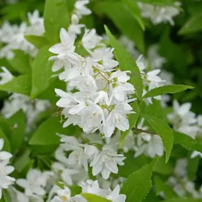 Дейция шершавая в Жлобине