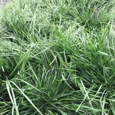 Щучка ГОЛДТАУ дернистая в Жлобине