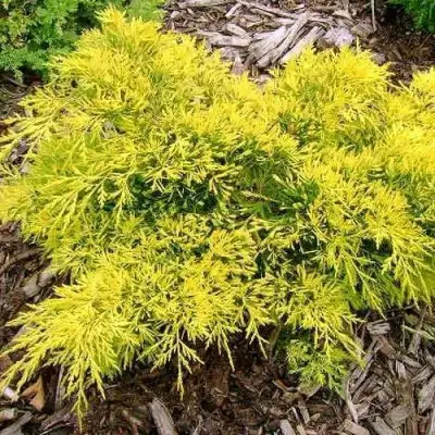 Можжевельник КИНГ ОФ СПРИНГ средний в Жлобине