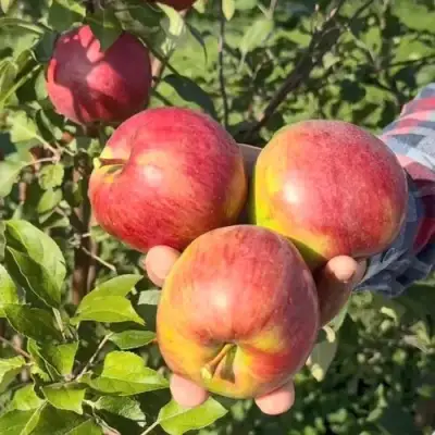 Яблоня ПОСПЕХ в Жлобине