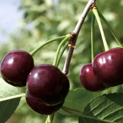 Дюк КСЕНИЯ (ЧЕРЕВИШНЯ) в Жлобине