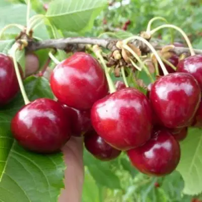 Вишня КОЛОННОВИДНАЯ  в Жлобине