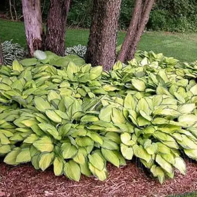 Хоста ГОЛД СТАНДАРТ Форчуна в Жлобине