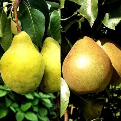 Комплект ДУЭТ в Жлобине