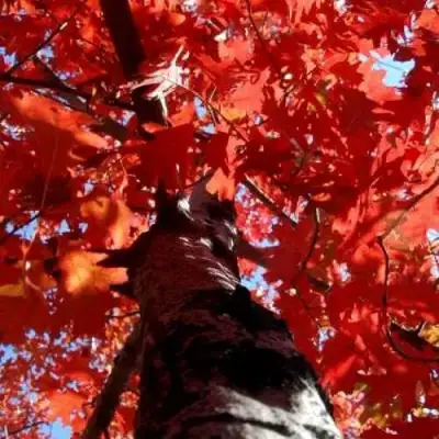 Дуб красный в Жлобине