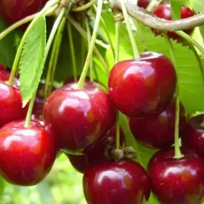 Вишня ХАРИТОНОВСКАЯ в Жлобине