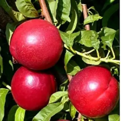 Нектарин ХАРКО в Жлобине