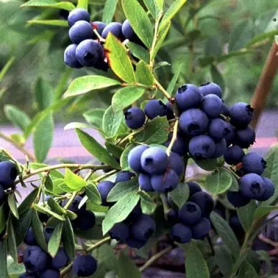 Голубика ДЖЕРСИ в Жлобине