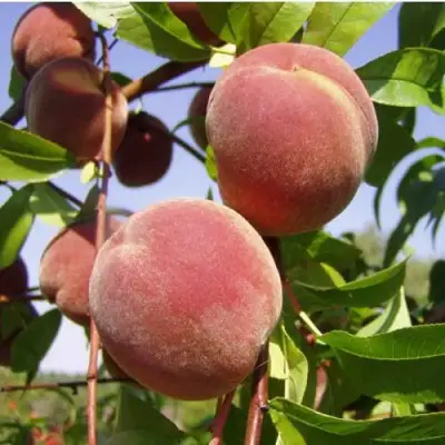 Персик ДНЕПРОВСКИЙ