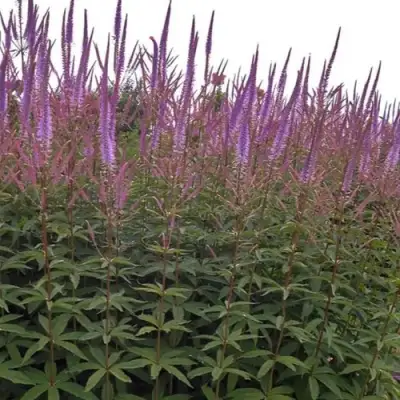 Вероникаструм ФАСЦИНЕЙШН в Жлобине