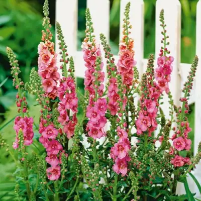 Коровяк ПИНК ДОМИНО гибридный (вербаскум) в Жлобине