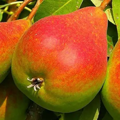 Груша ГЕРА в Жлобине