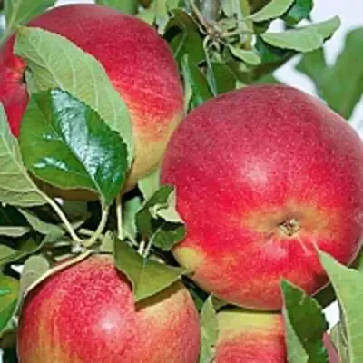 Яблоня СЕНАТОР колонновидная в Жлобине