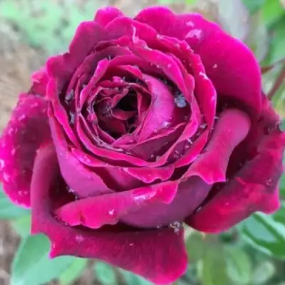 Роза РОЯЛ ПАЛАС японская в Жлобине