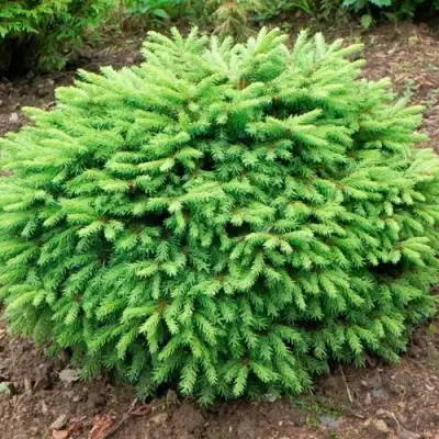 Ель НИДИФОРМИС обыкновенная в Жлобине