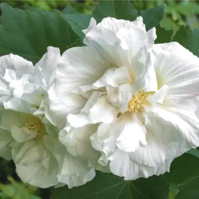 Гибискус АДМИРАЛ ДЕВЕЙ сирийский в Жлобине