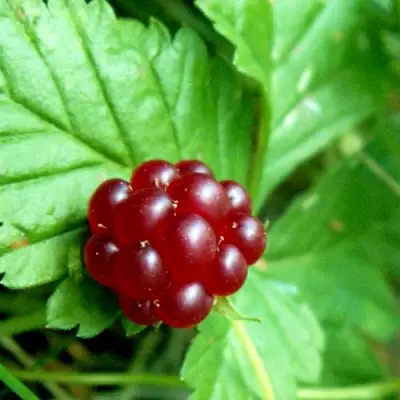 Княженика ЭЛПЕ в Жлобине