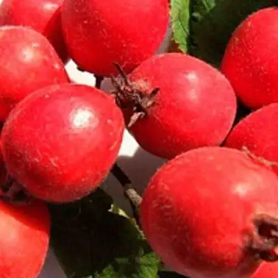 Боярышник КРУПНОПЛОДНЫЙ в Жлобине