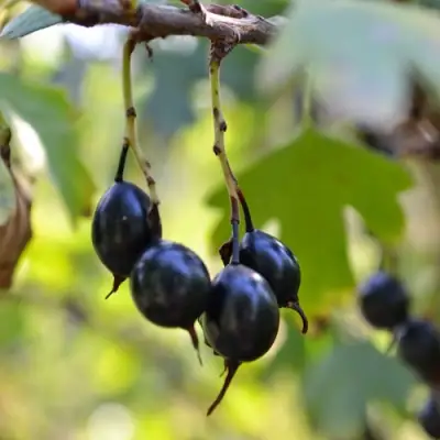 Смородина золотистая ДУСТЛИК в Жлобине