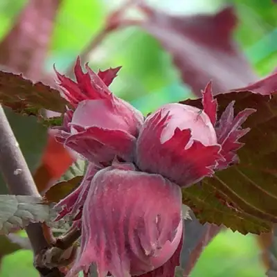 Фундук КАРДИНАЛ в Жлобине