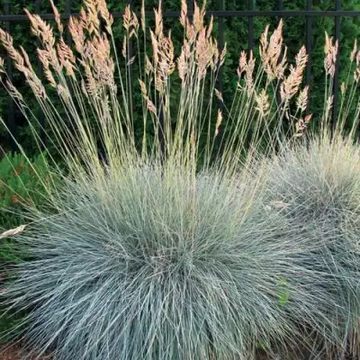 Овсянница ЭЛАЙДЖА БЛЮ в Жлобине