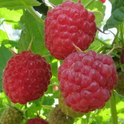 Малина НОВОСТЬ КУЗЬМИНА в Жлобине