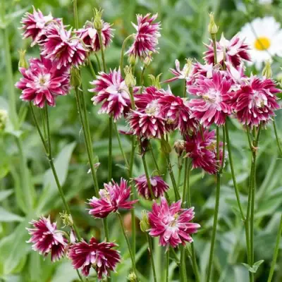 Аквилегия БАРЛОУ НОРА гибрид МакКаны в Жлобине