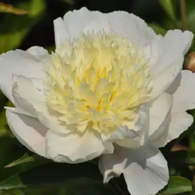 Пион ЗОЛОТАЯ ШПИЛЬКА травянистый в Жлобине