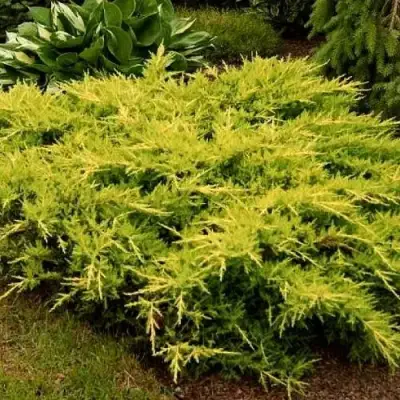 Можжевельник МОРДИГАН ГОЛД средний в Жлобине