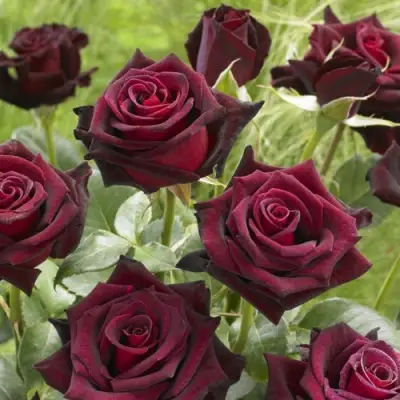 Роза БЛЭК БАККАРА чайно-гибридная в Жлобине