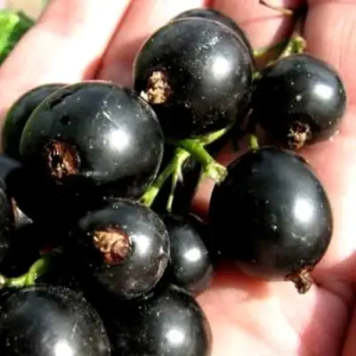 Смородина чёрная ЧЕРЕШНЁВАЯ в Жлобине