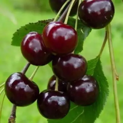 Вишня ЛАСУХА в Жлобине