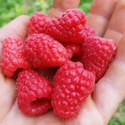 Малина ТУЛАМИН в Жлобине