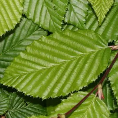 Граб японский в Жлобине