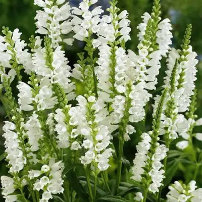 Физостегия АЛЬБА виргинская в Жлобине