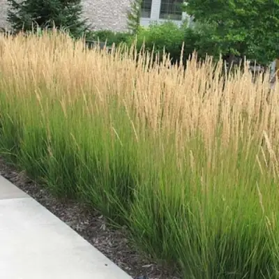 Вейник КАРЛ ФОРСТЕР остроцветковый в Жлобине