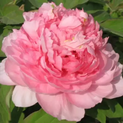 Пион ИМПЕРАТОРСКАЯ НАЛОЖНИЦА древовидный в Жлобине