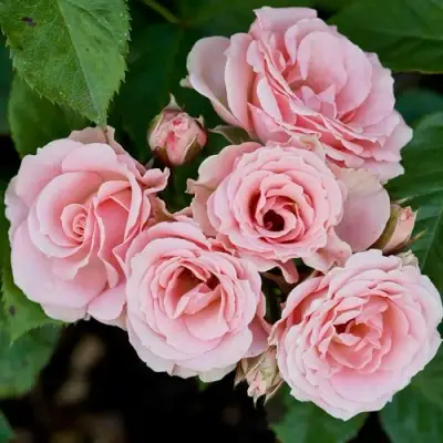 Роза КЛАССИК ЛИДИЯ спрей в Жлобине