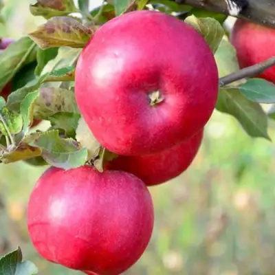 Яблоня АЙДАРЕД в Жлобине