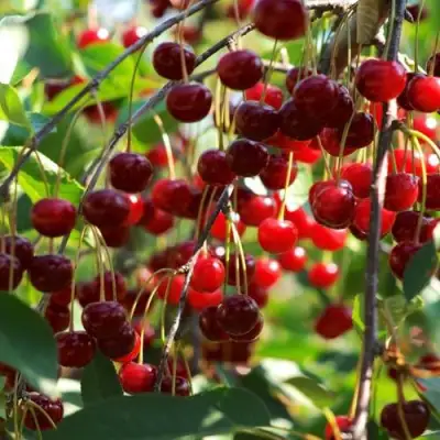 Вишня БРУСНИЦЫНА степная в Жлобине