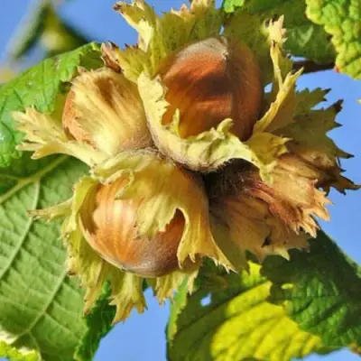 Фундук ТОНДА РОМАНА в Жлобине