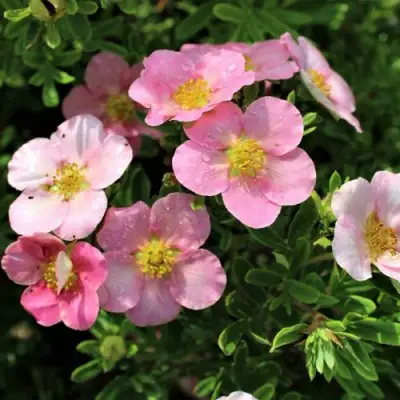 Лапчатка ЛАВЛИ ПИНК кустарниковая в Жлобине