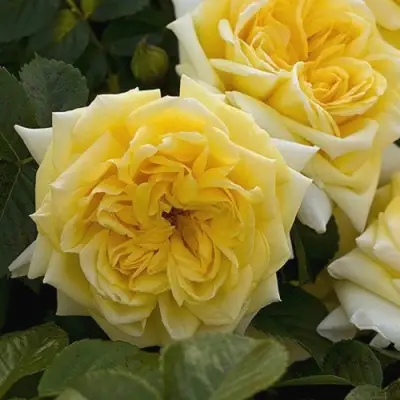 Роза НАДЯ МЕЙДИЛАНД почвопокровная в Жлобине