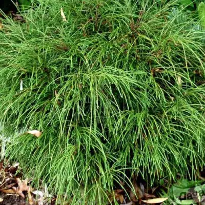 Туя ВИПКОРД складчатая в Жлобине